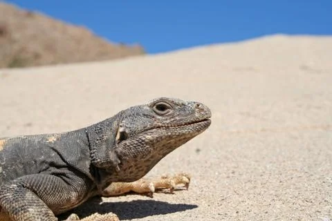 Chuckwalla Stockfoto's