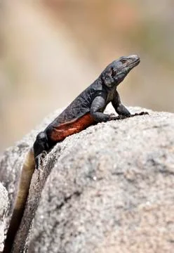 Chuckwalla Stock Photos