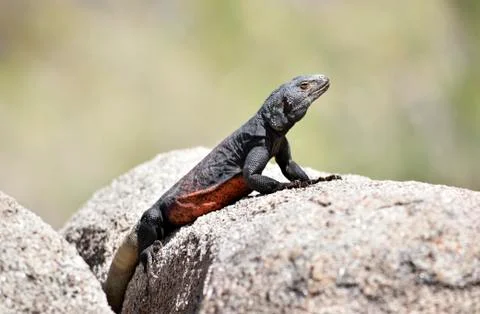 Chuckwalla Stock Photos