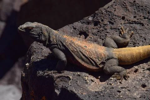 Chuckwalla Foto stock