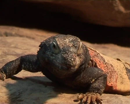 Chuckwalla (Sauromalus obesus) close up Stock Footage 62913