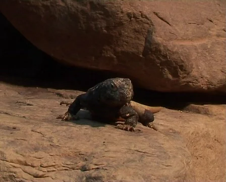 Chuckwalla (Sauromalus obesus) Stock Footage 62906