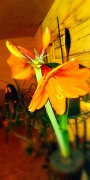 Чудо цветок из луковцы Stock Photos