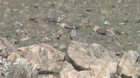 Chukar Stock Footage 32207511