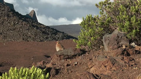 Chukar hen sitting on lava rocks 動画素材 41237236