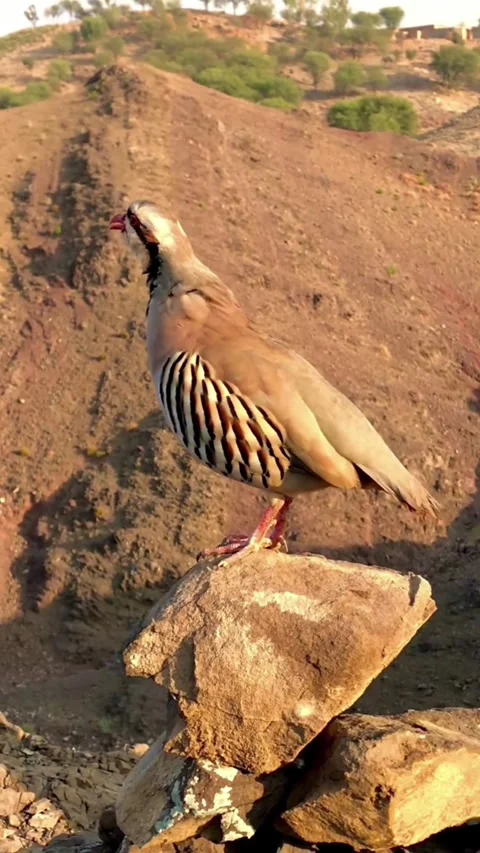 Chukar Partridge Call on Mountain Ridge Stock Footage Stock-Footage 343493405