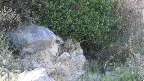 Chukar Partridge Feeding While Perched on a Rock, Cyprus Stock Footage 333590531