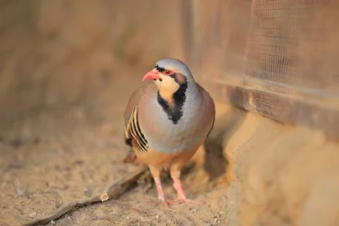 Chukar partridge Foto stock
