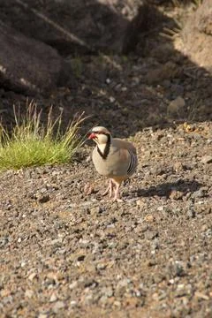 Chukar partridge Foto stock