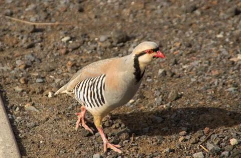 Chukar partridge Stock Photos