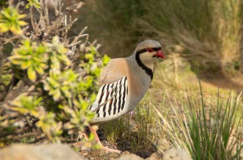 Chukar partridge Stock Photos