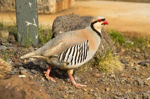 Chukar partridge Stock Photos