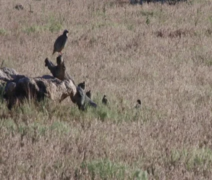 Chukars standing on a log Stock Footage 51070697