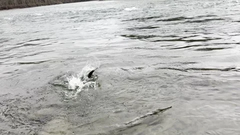 Chum doing battle on river Stock Footage 294942310