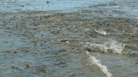 Chum salmon fish prepares to enter the river. Stock Footage 317059633