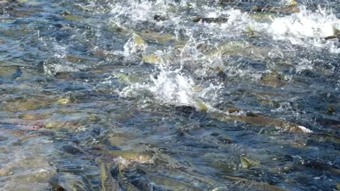 The chum salmon has come to spawn. Stock Footage 317059499