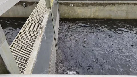 Chum salmon in hatchery held for egg taking Stock Footage 320979291