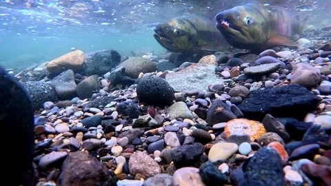 Chum Salmon Migrating up a Crystal Clear River in Shiretoko During the Day Stock Footage 313921845