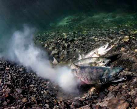 Chum Salmon (Oncorhynchus keta) spawning Stock Photos