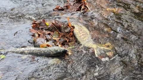 Chum salmon spawned out among autumn leaves Stock Footage 320979299