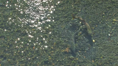 Chum Salmon Spawning Stock Footage 8576291