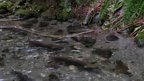Chum Salmon Spawning in a Small Creek with an American Dipper behind Video stock 166126414