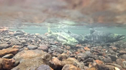 Chum salmon swimming in spawning creek with heavy current Stock Footage 320979288