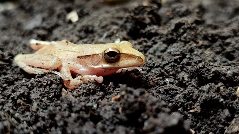 Chunam tree frog or Indian tree frog (Polypedates maculatus) on the ground Video stock 322034297