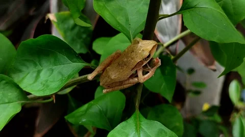 Chunam tree frog or Indian tree frog (Polypedates maculatus) Stock Footage 322034298