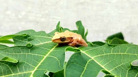 Chunam tree frog or Indian tree frog (Polypedates maculatus) Stock Footage 322034312