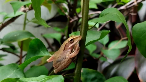 Chunam tree frog or Indian tree frog (Polypedates maculatus) Stock Footage 322034358
