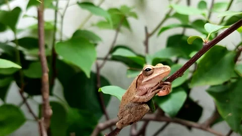 Chunam tree frog or Indian tree frog (Polypedates maculatus) Stock Footage 322034382