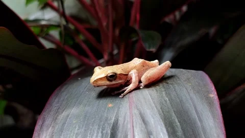 Chunam tree frog or Indian tree frog (Polypedates maculatus) Stock Footage 322034388