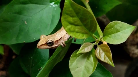 Chunam tree frog or Indian tree frog (Polypedates maculatus) Stock Footage 322034396