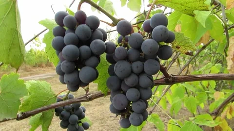 Chunks of blue grapes on a branch Stock Footage 140630944