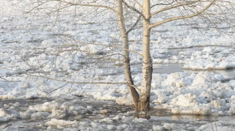 Chunks of ice flow down the river Stock Footage 7910370