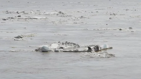 Chunks of white ice floating on wide brown river water Stock Footage 332431317
