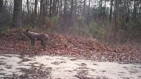 Chupacabra Coyote Stock Footage 60040280