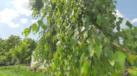 Church Behind the Birch Tree Green Roofed Church Panorama of Courtyard Sunny 動画素材 64106923