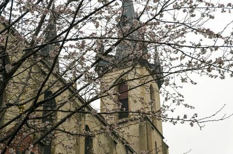 Church behind flowered tree 스톡 사진