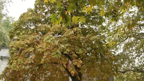 Church square and tree Stock-Footage 10701085