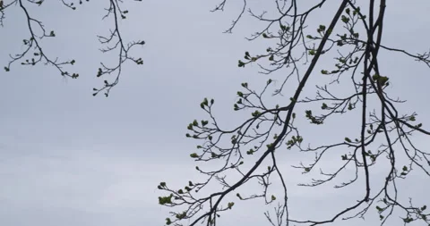 Church Tower with Branches in Foreground 4K 23.98 Pan Right Stock Footage 132802943