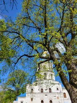 Church tower peeking through tree branches Stock Photos