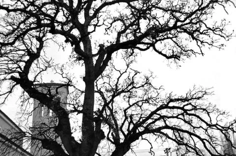 Church tree Stock Photos