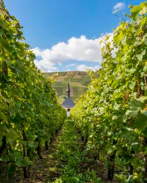 Church in vineyard Stock Photos