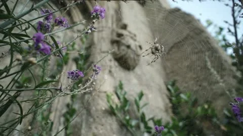 Church Yard spider Video stock 21071768