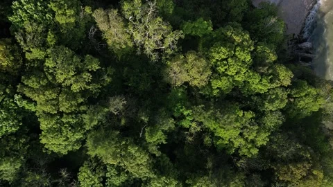 Churston Woods, S. Devon, England: DRONE VIEW: Tree tops in morning sunshine Stock Footage 241145580