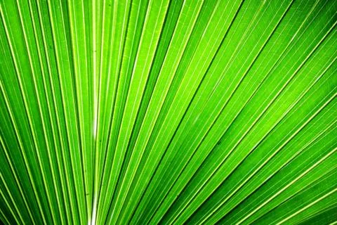 Chusan Palm Leaf section Stock Photos
