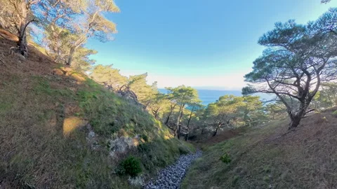 Chute of Pinecones Rolling Down Hill Stock Footage 321199271