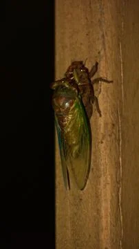 Cicada 3 Stock Photos
